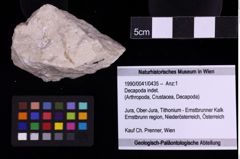 Foto (Objekt + Etiketten) von Decapoda indet. (NHMW-GEO-1990-0041-0435)